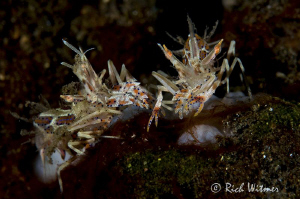 Tiger Shrimps.  D300/Inon Strobes/105mm. by Richard Witmer 